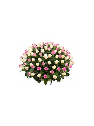 Basket of 100 Pink and White Roses